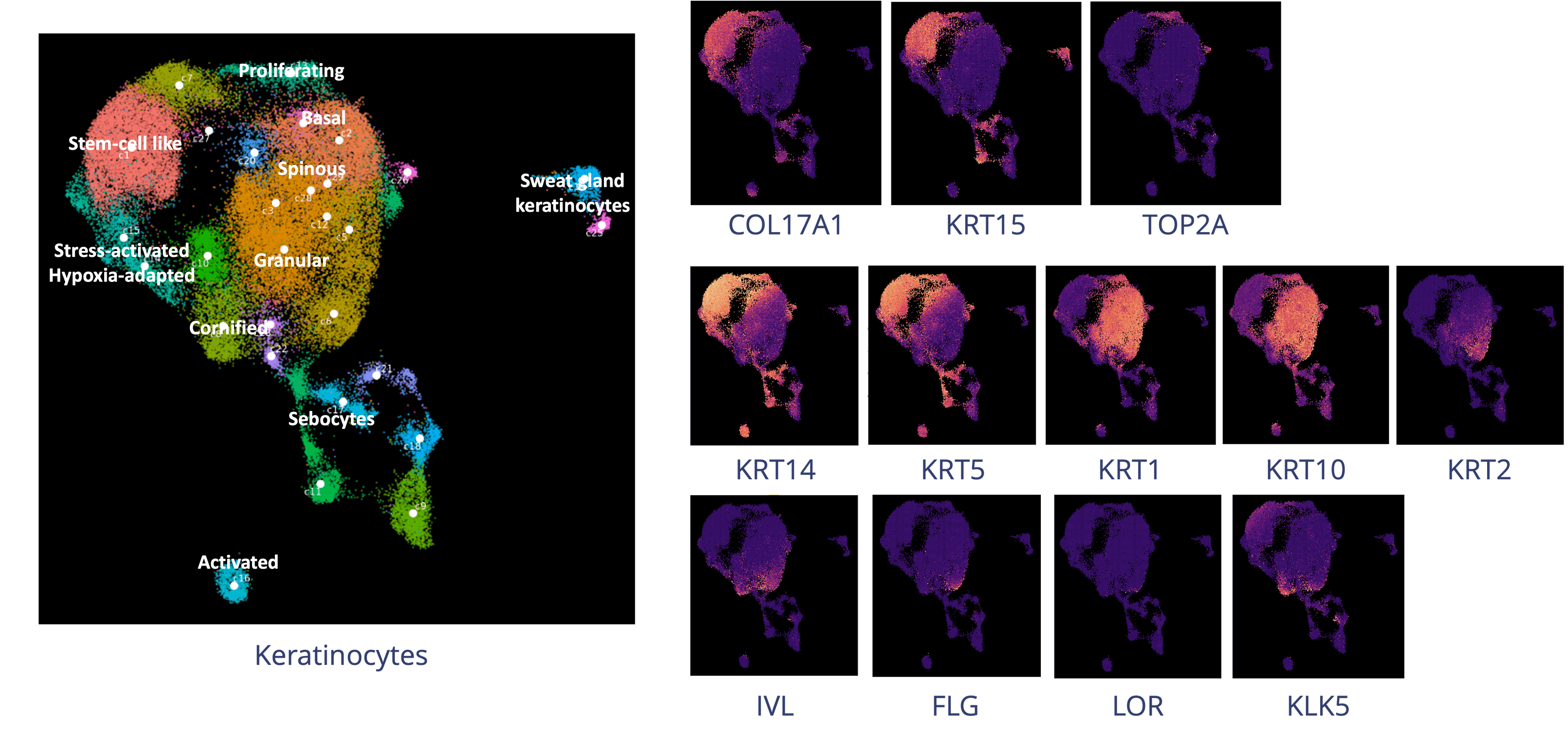Subcellular Analysis